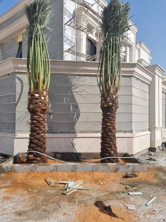 نخل واشنطنياء زينه 7