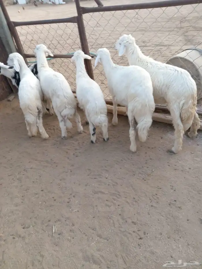 6رخال اسمان ونظاف وشعره 1