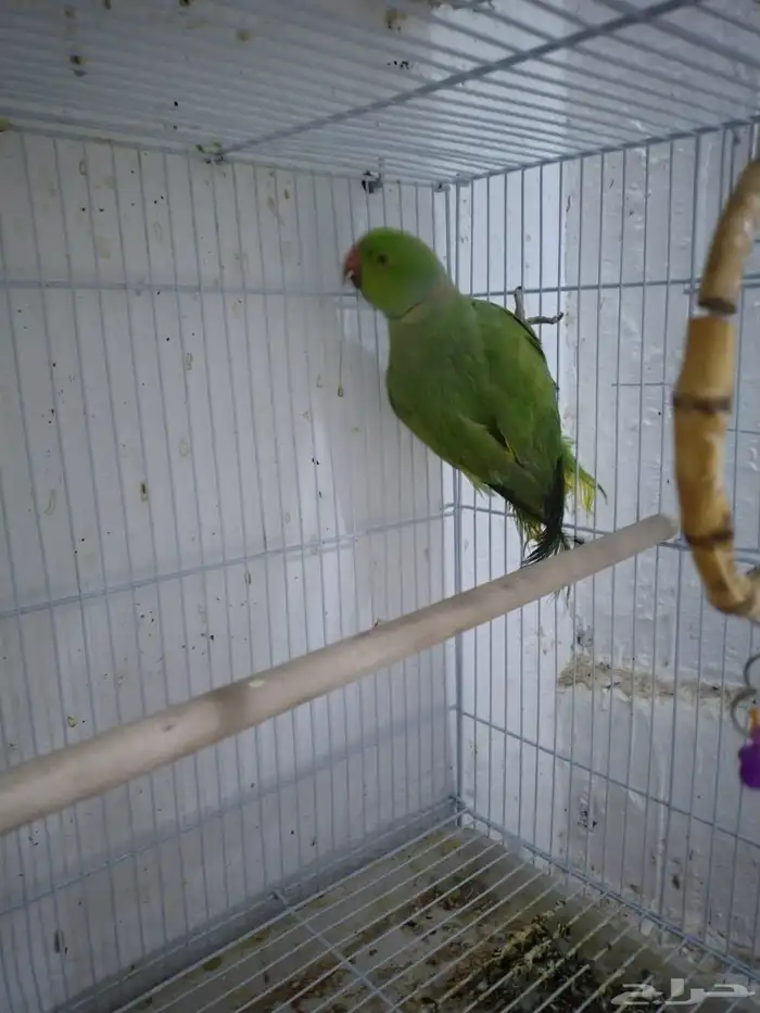 للبيع جوز دره 1