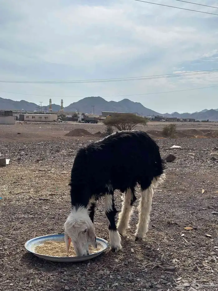 طلي نجدي ذبيحة للبيع 4