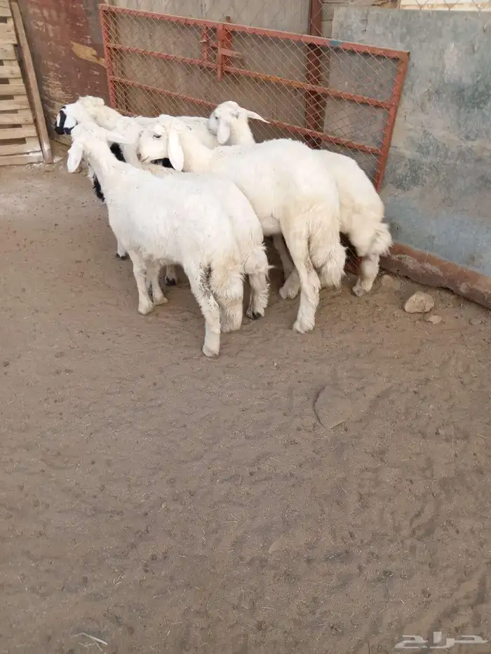 6رخال اسمان ونظاف وشعره 3