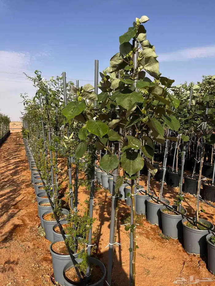 منسق حدائق وتركيب جميع شبكات الري العادي والاتمتك 5