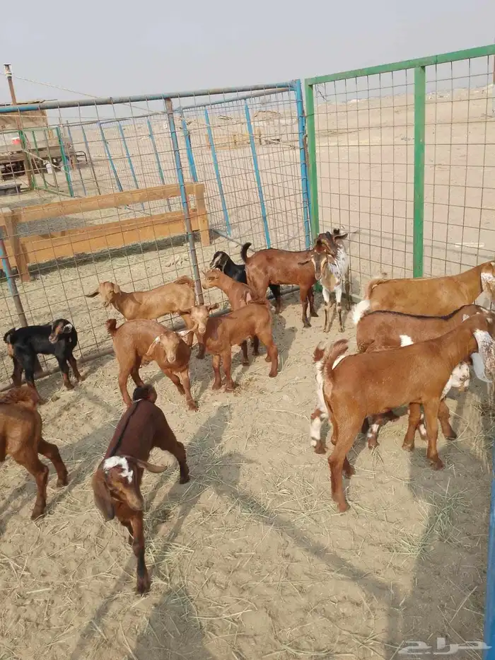 12 ماعز محايليات بالفحل يتبعها 18بهم ب 2200 ريال للراس جمله 3
