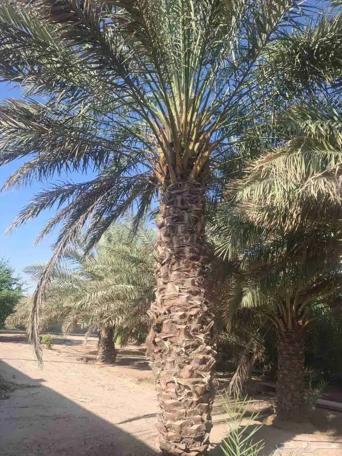توريد جميع انواع النخل 7