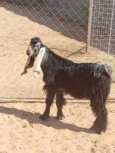 تيس عارضي السن جذع فحل index