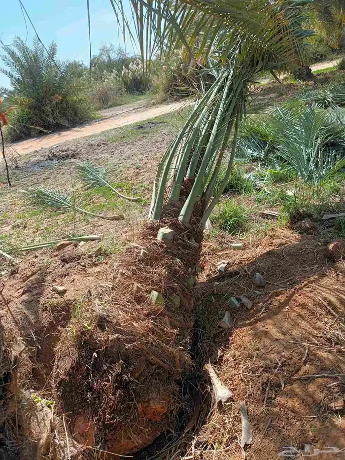 توريد جميع انواع النخل 5