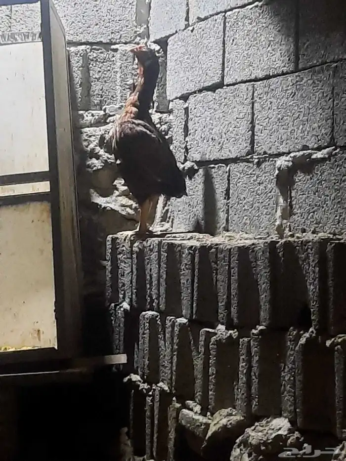 دجاجه شامو 0