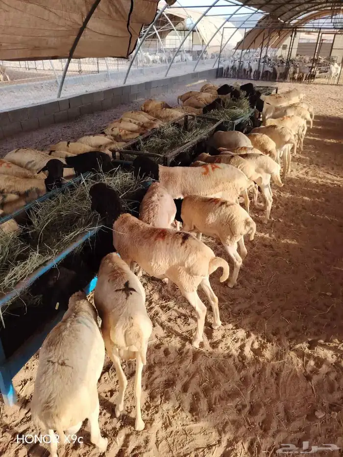 برابر جذعان وثنيان أحجام ممتازة جدا تفريد وجملة 2