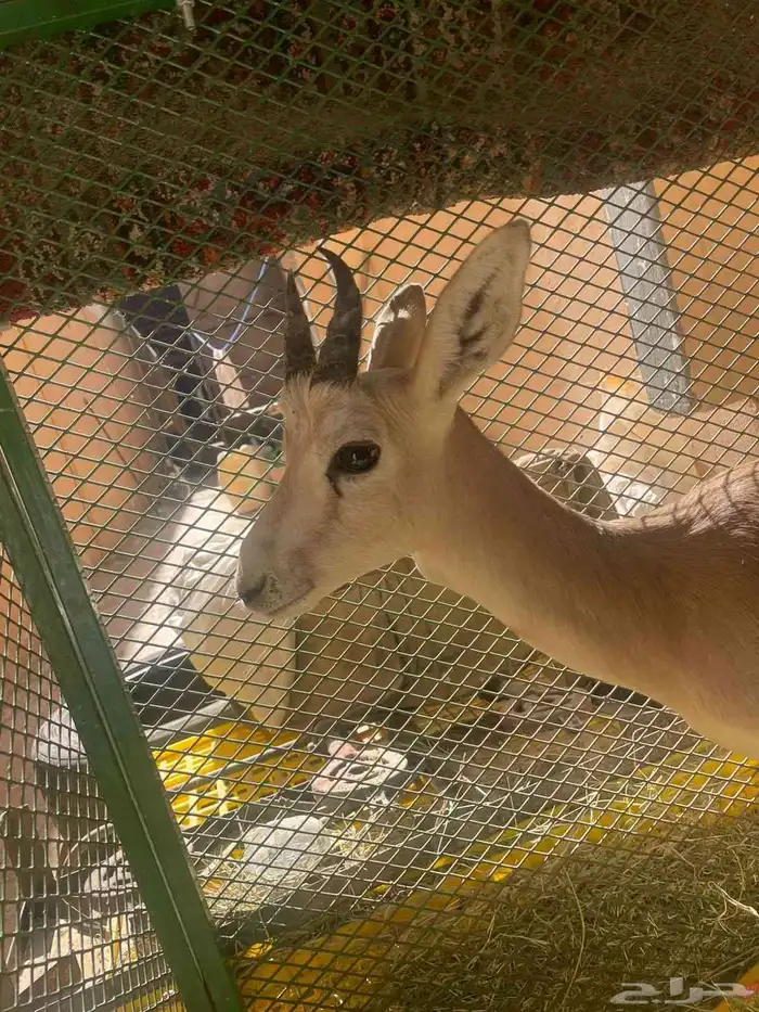 سلام عليكم ظبي للبيع على السوم 2