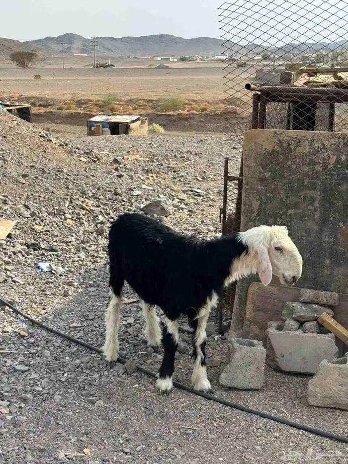 طلي نجدي ذبيحة للبيع 0