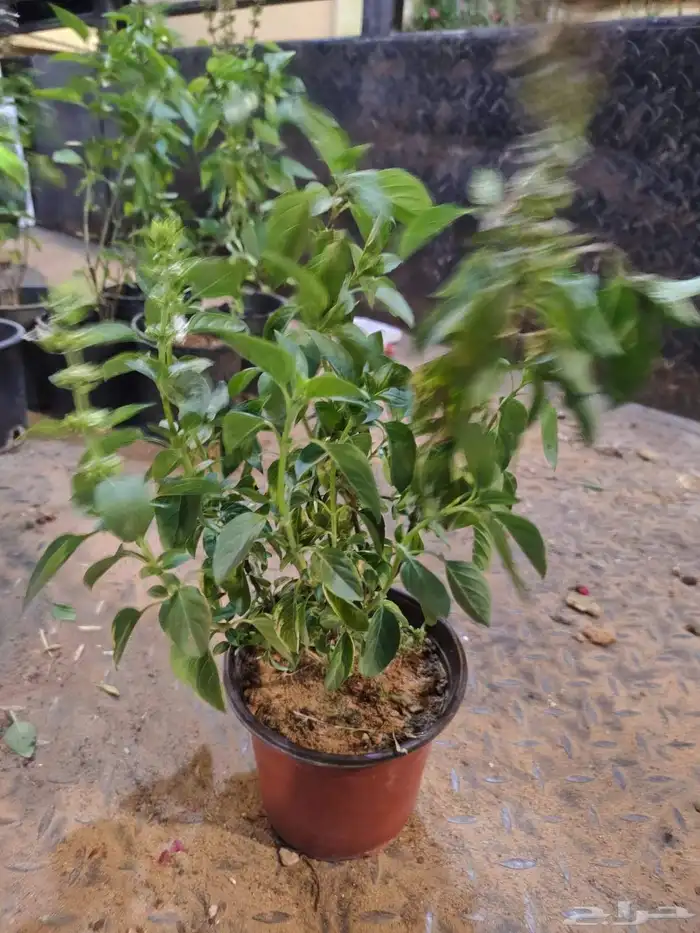 تنسيق حدائق 1