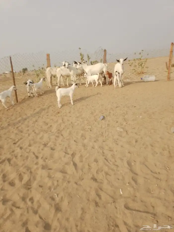 6 ماعز بيشيات يتبعها 7 صغار أسنان 3