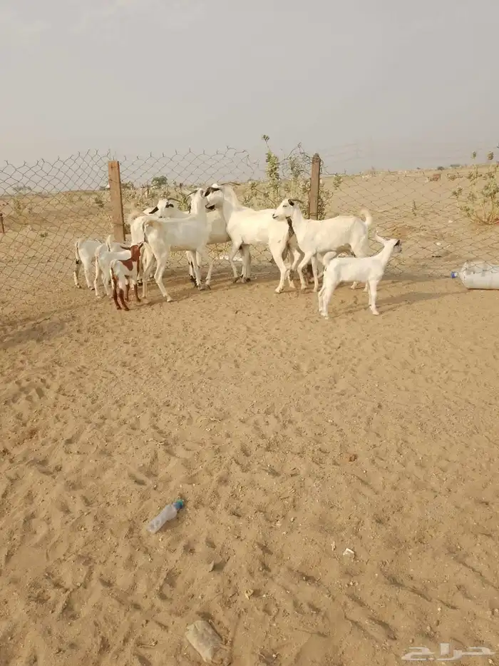 6 ماعز بيشيات يتبعها 7 صغار أسنان 1