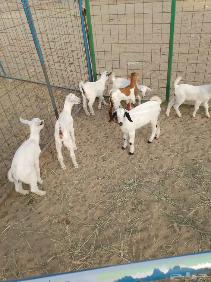 6 ماعز بيشيات يتبعها 7 صغار أسنان 4