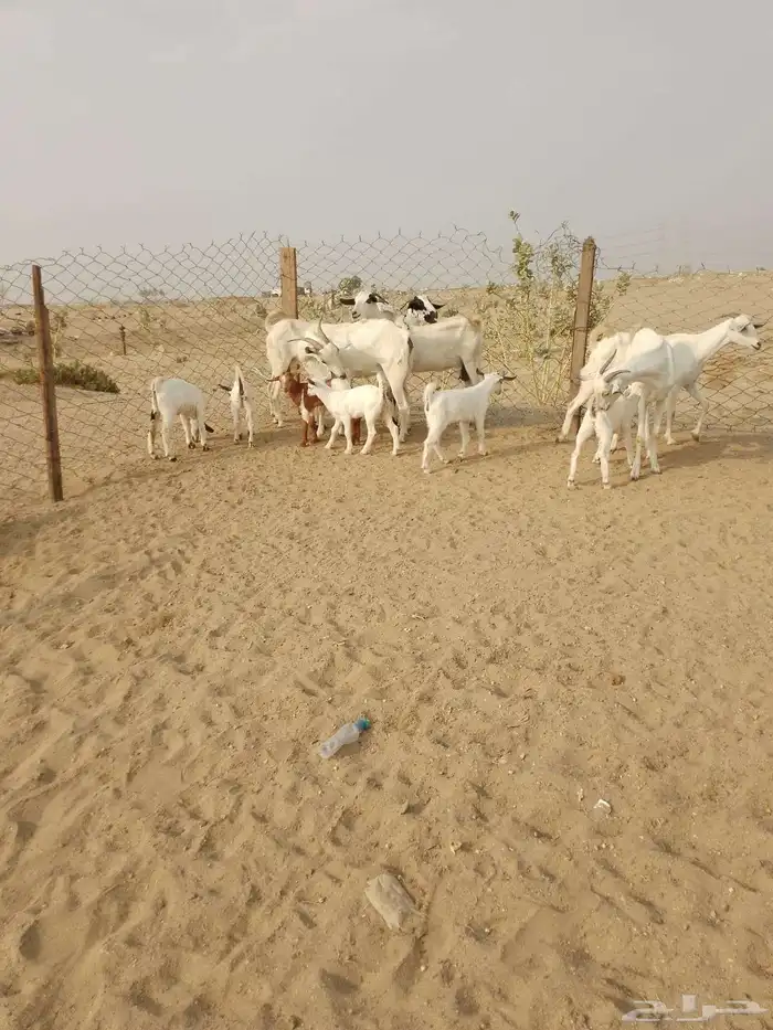 6 ماعز بيشيات يتبعها 7 صغار أسنان 2