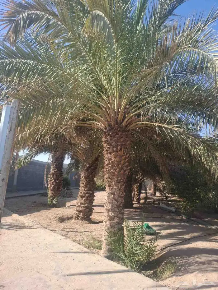 توريد جميع انواع النخل 8