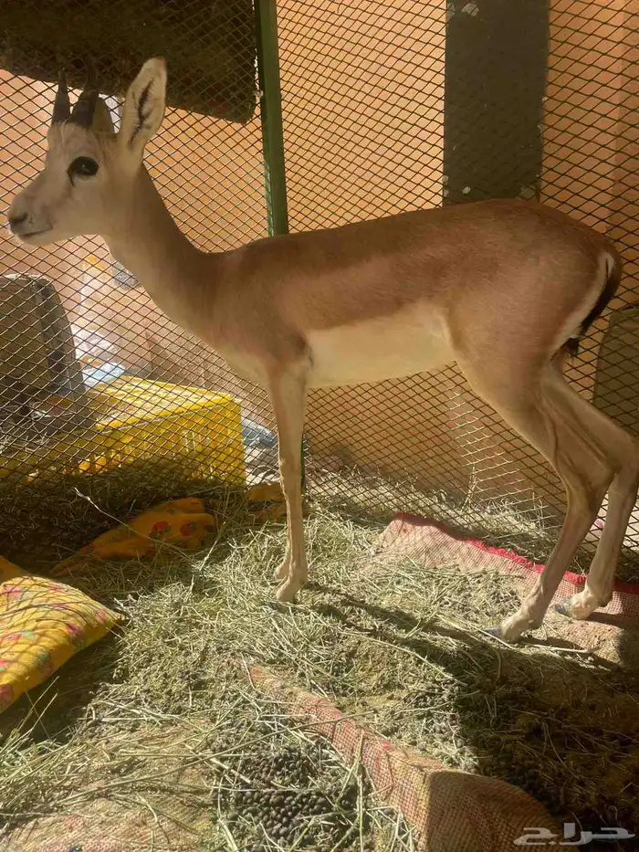 سلام عليكم ظبي للبيع على السوم 0