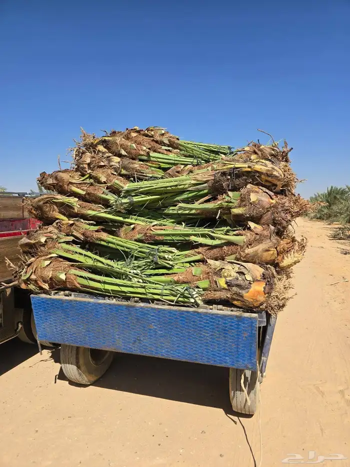 قلع وتوريد جميع انواع النخيل صغري برني شكل وتوصيل 5