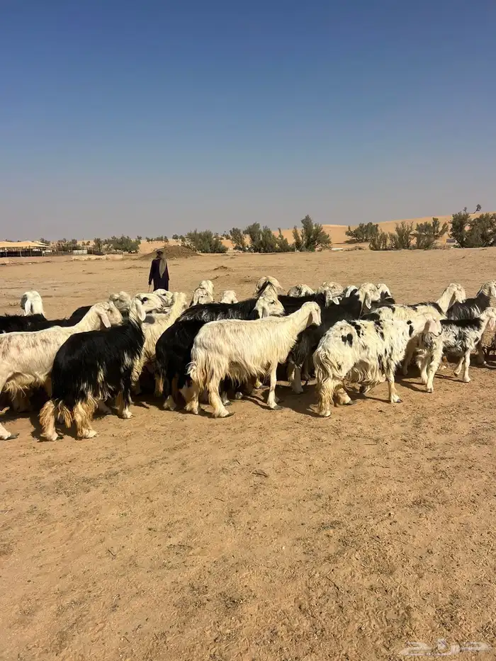 غنم نجد 2