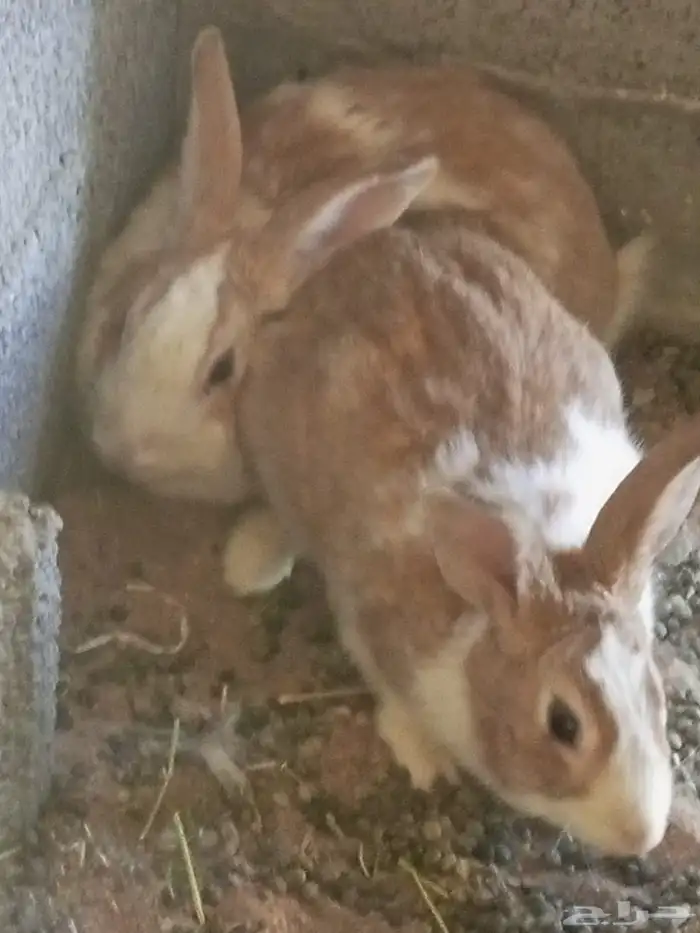 أرانب بلدي للبيع 0