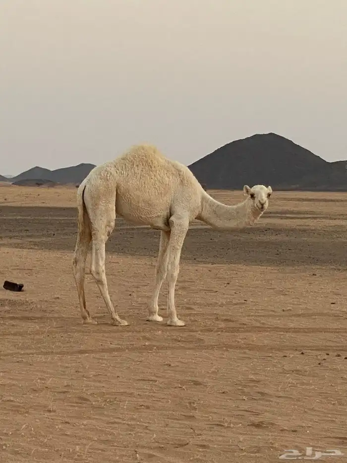 قعدان قصب طيبه على حليب أمهاتها 1