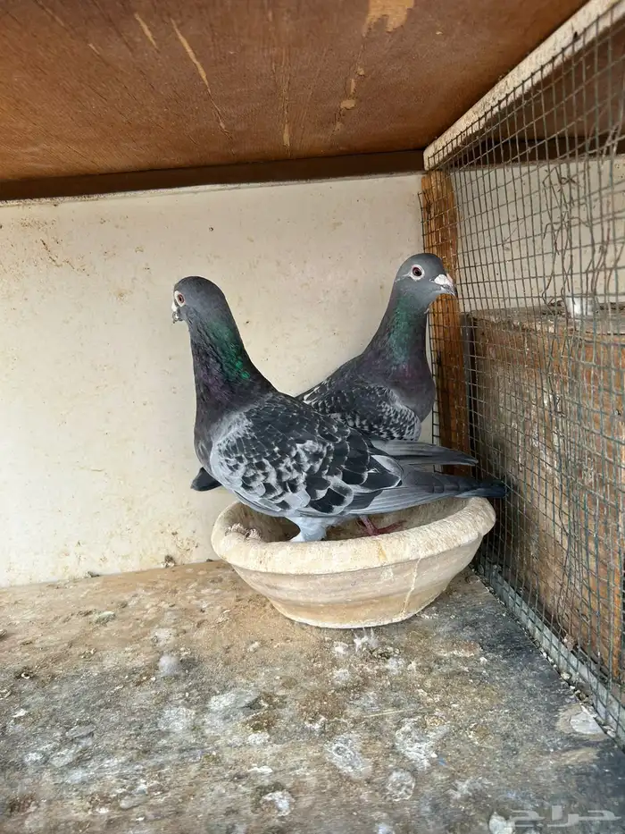 انثى وذكر زاجل سباق 5