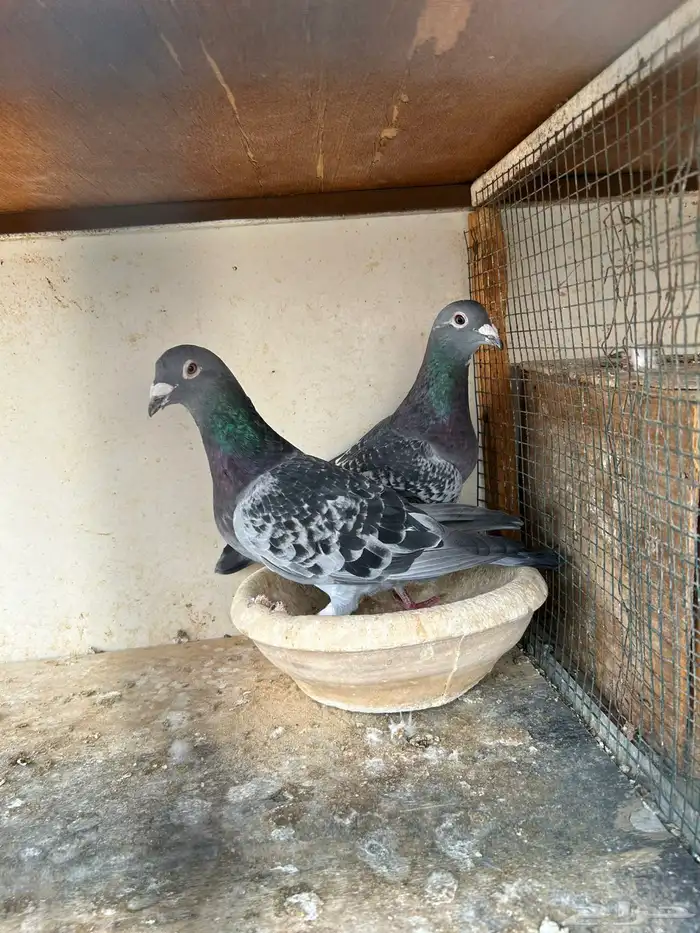 انثى وذكر زاجل سباق 7