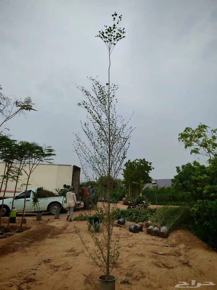 زراعه وحدائق 24