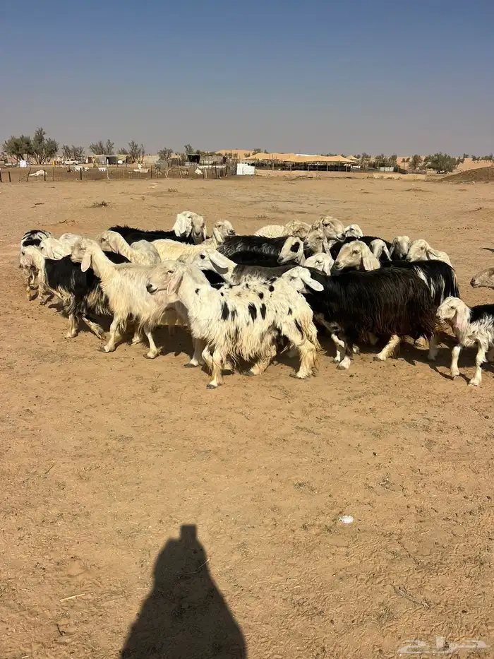 للبيع نجدمراح 3