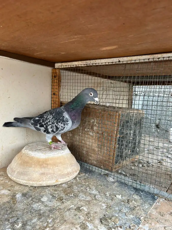 انثى وذكر زاجل سباق 2