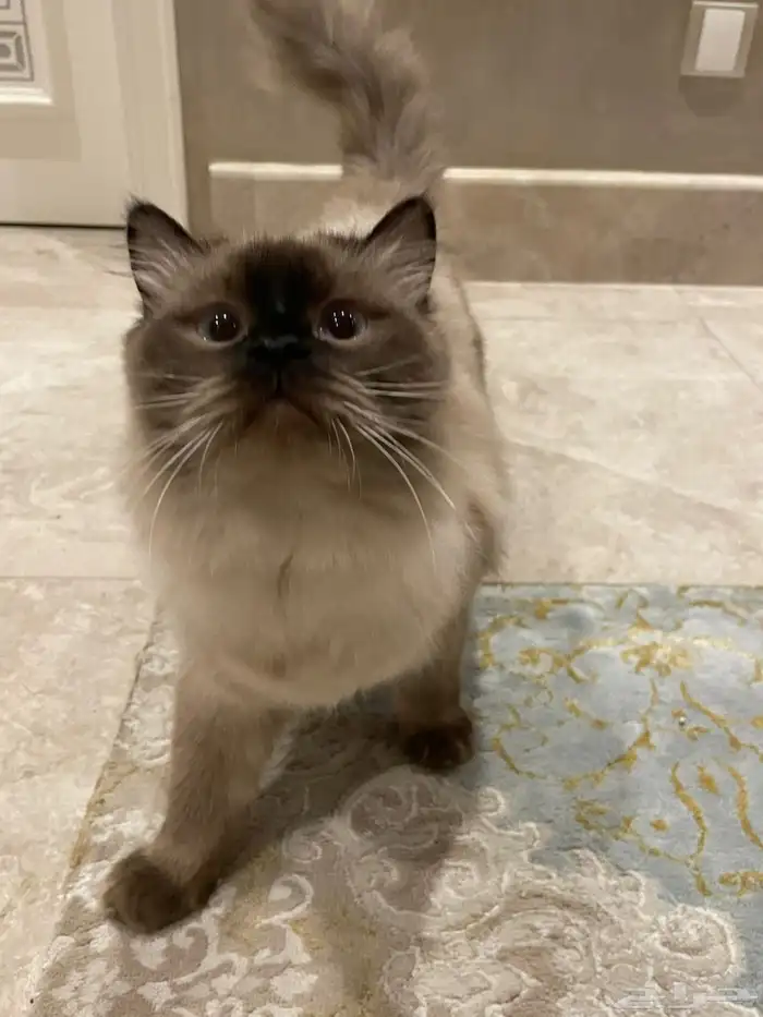 قطتين لتبني ذكر عمره 9 اشهر والانثى سنه نظيفين مطعمين 2