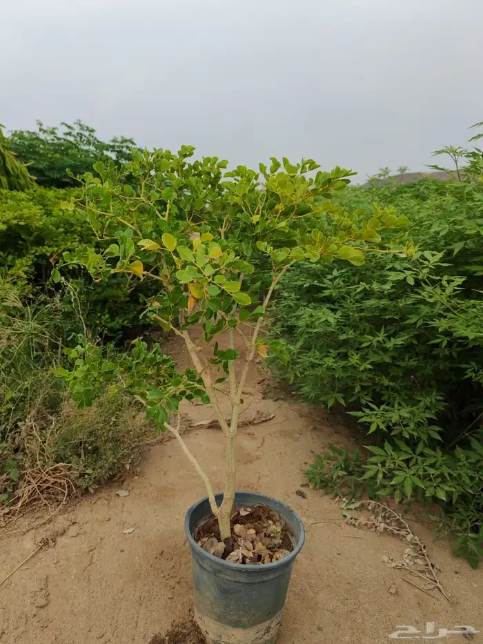 زراعه وحدائق 12