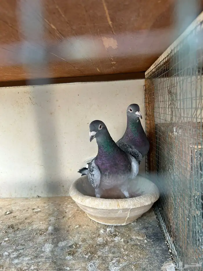 انثى وذكر زاجل سباق 6