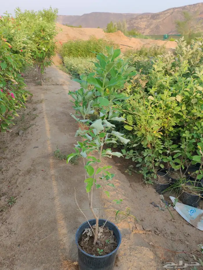 زراعه وحدائق 43