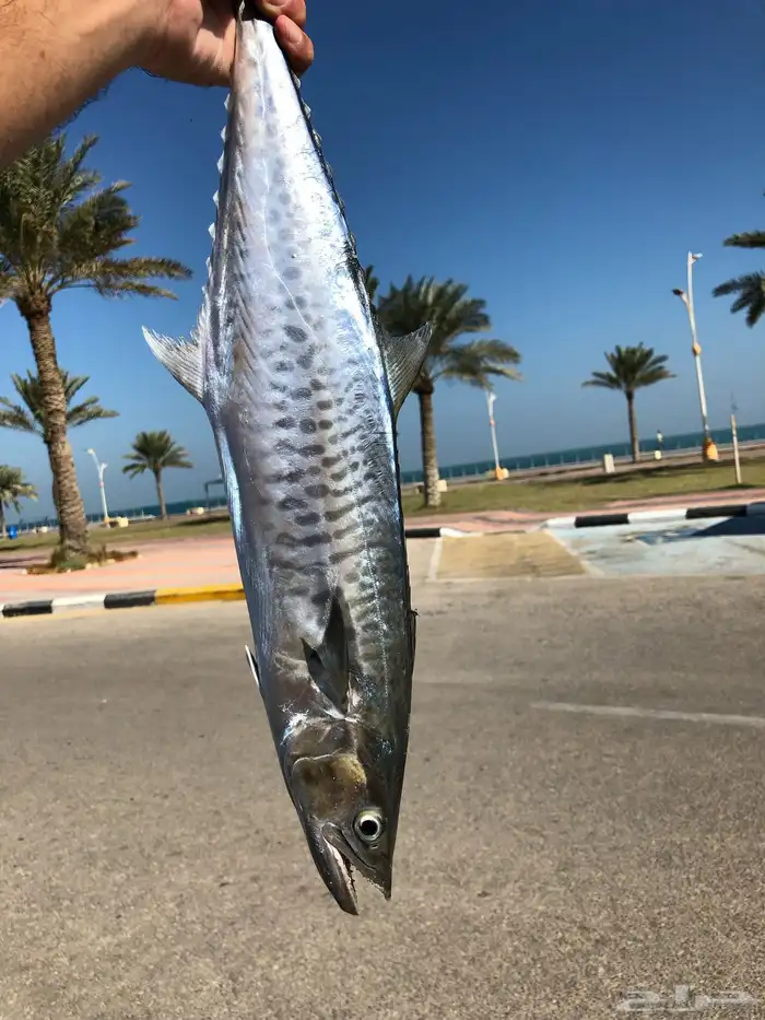 عدة صيد سمك كاستنج 0