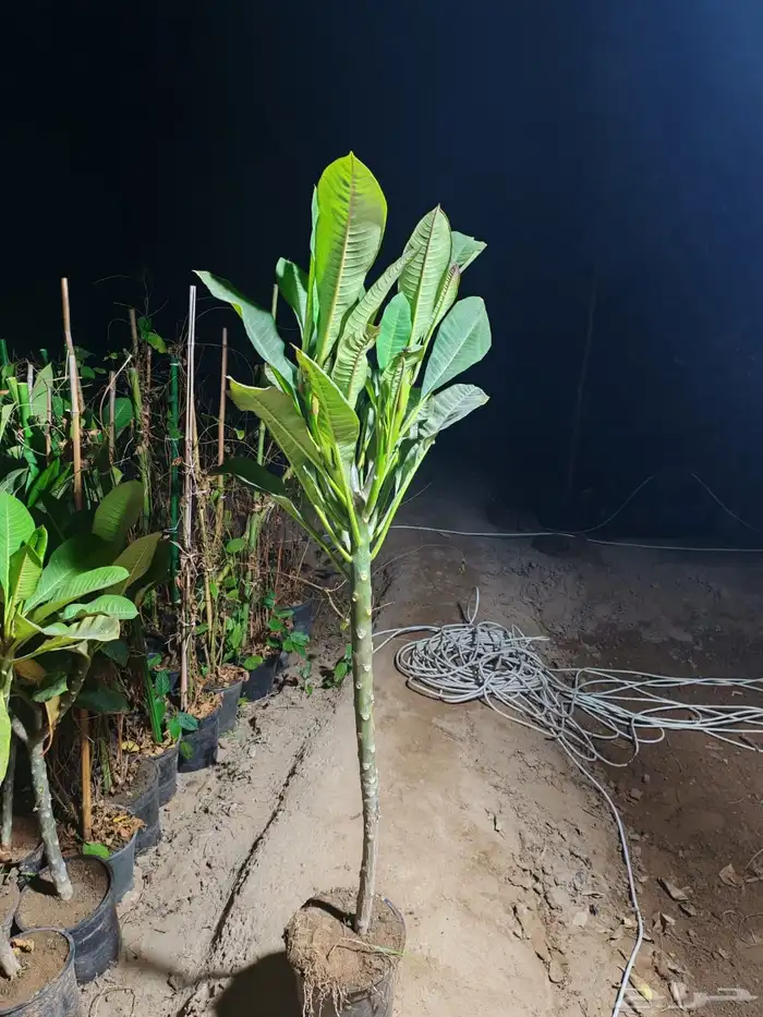 زراعه وحدائق 39