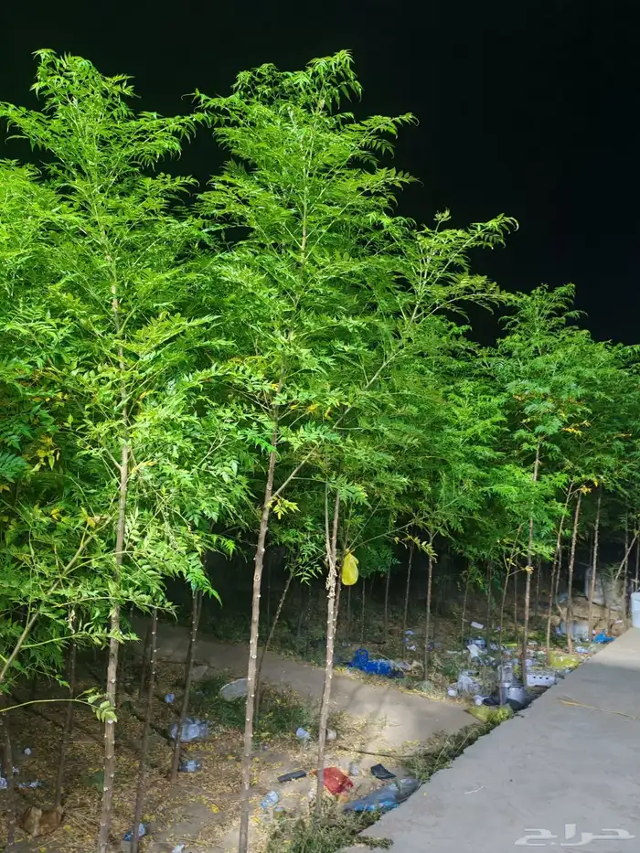 زراعه وحدائق 14