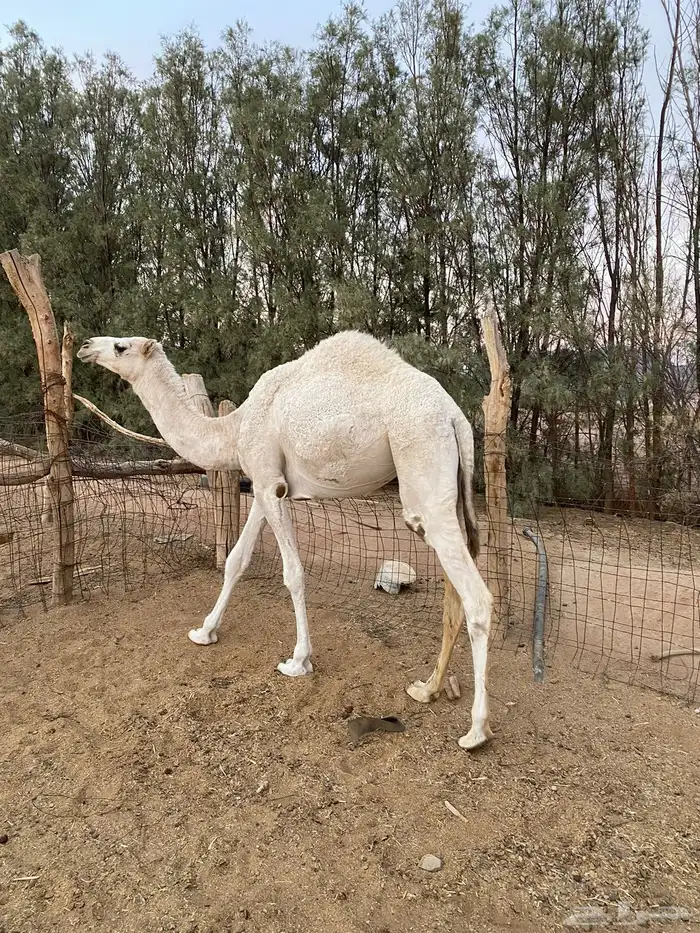 للبيع بكره وضحاء 2