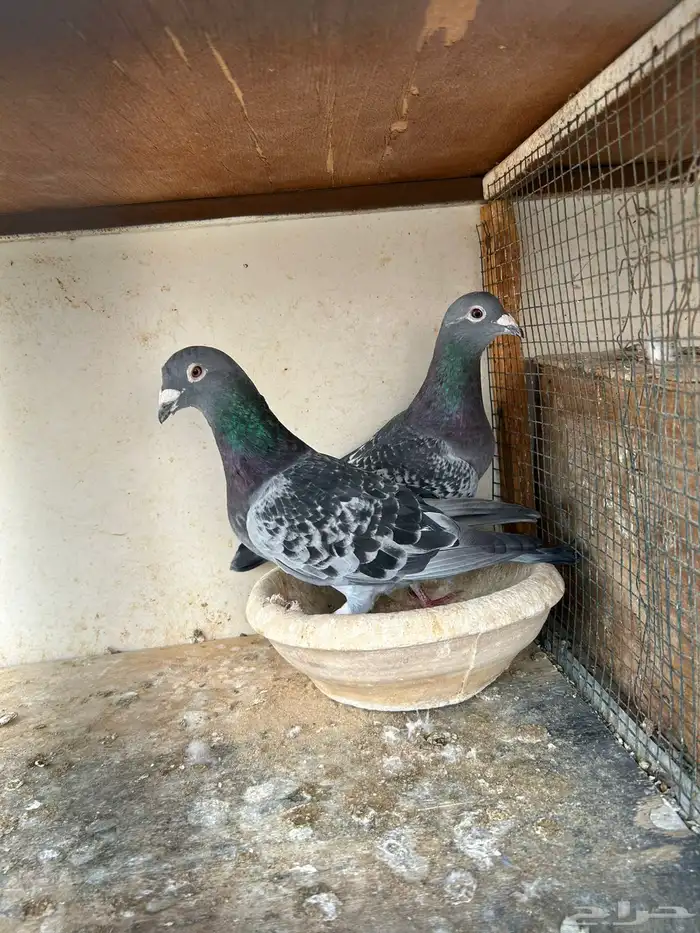 انثى وذكر زاجل سباق 4