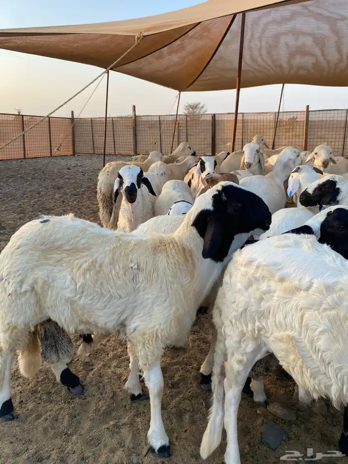 حلال بر نظيف مشروط على برسيم وشعير فقط 2