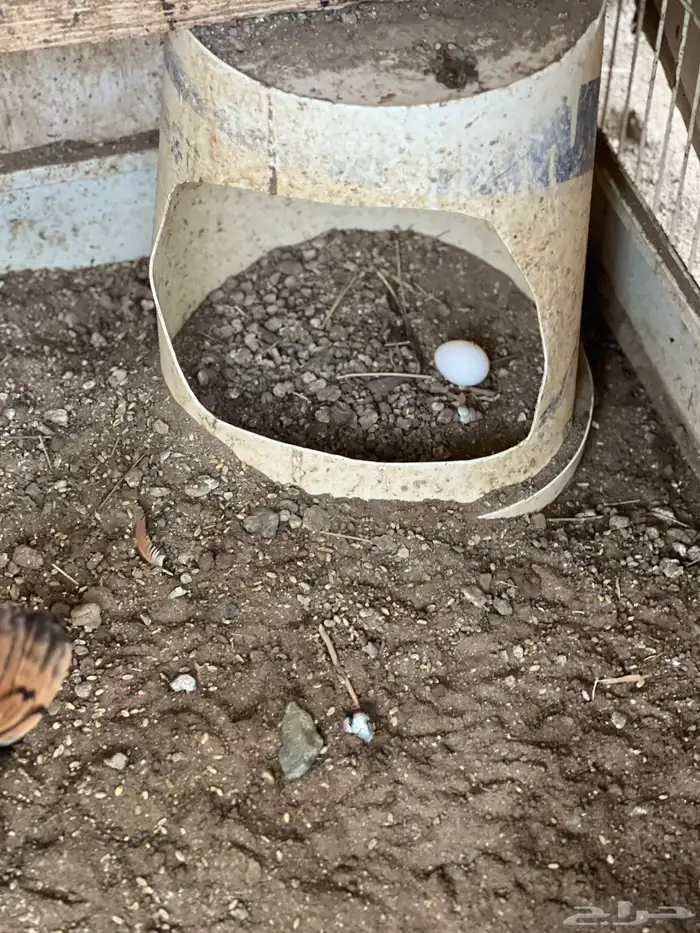 دجاج سبرايت نحاسي 0