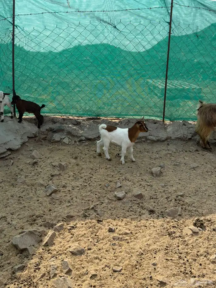 عرض وبيع ماعز قزم أليفه ومنتجه 21