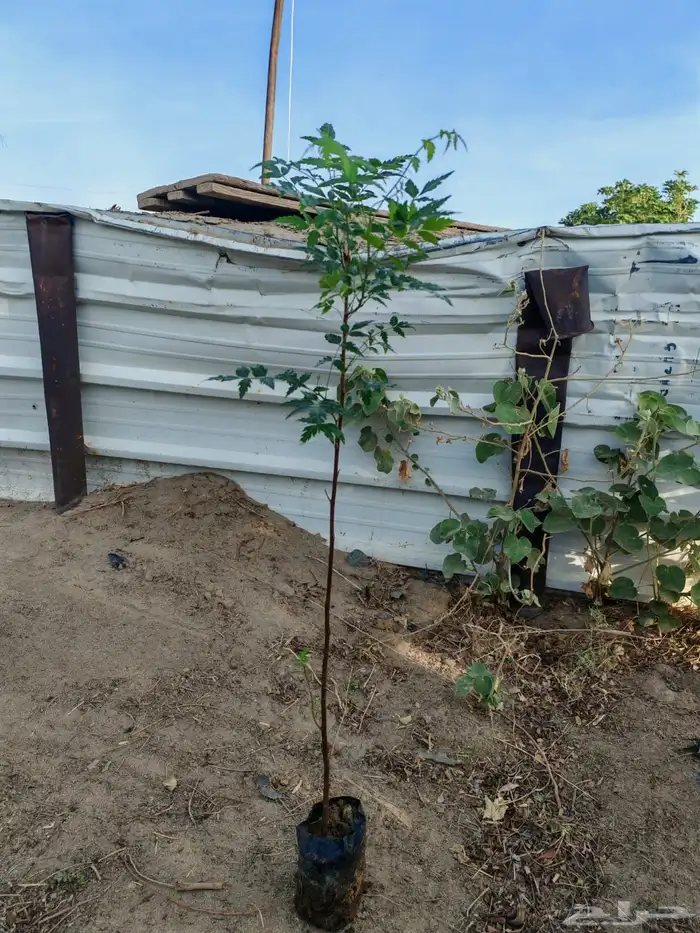 زراعه وحدائق 26