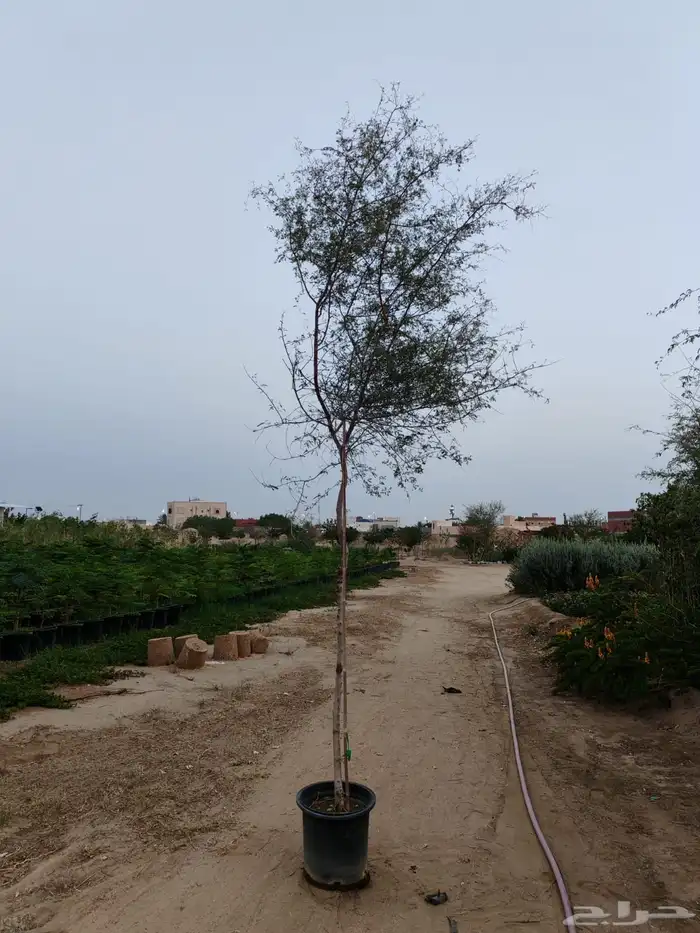 زراعه وحدائق 7