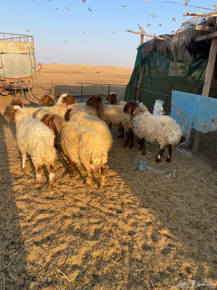 غنم حيل 1