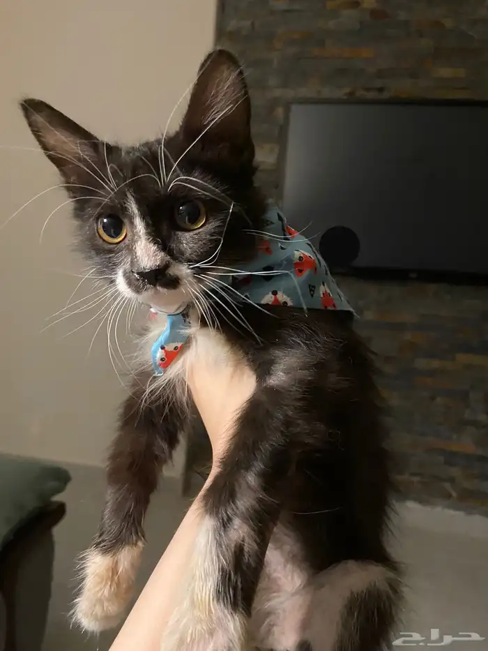 بلدي ذكر م نقذ للتبني العاجل  عمره أقل من 5 شهور وسليم تماما 1