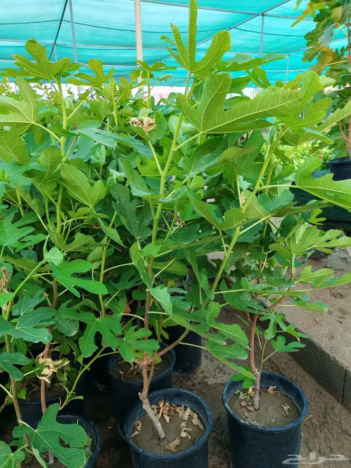 زراعه وحدائق 35