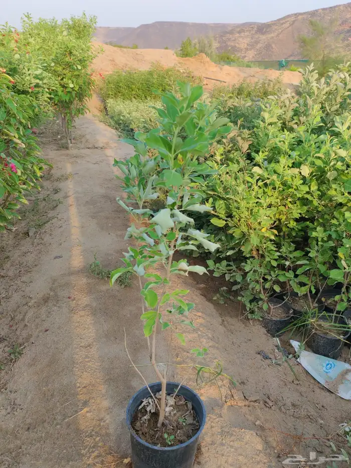 زراعه وحدائق 37