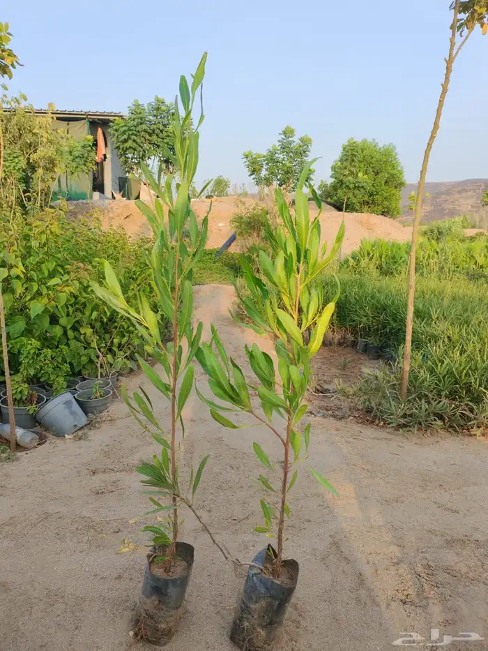 زراعه وحدائق 31