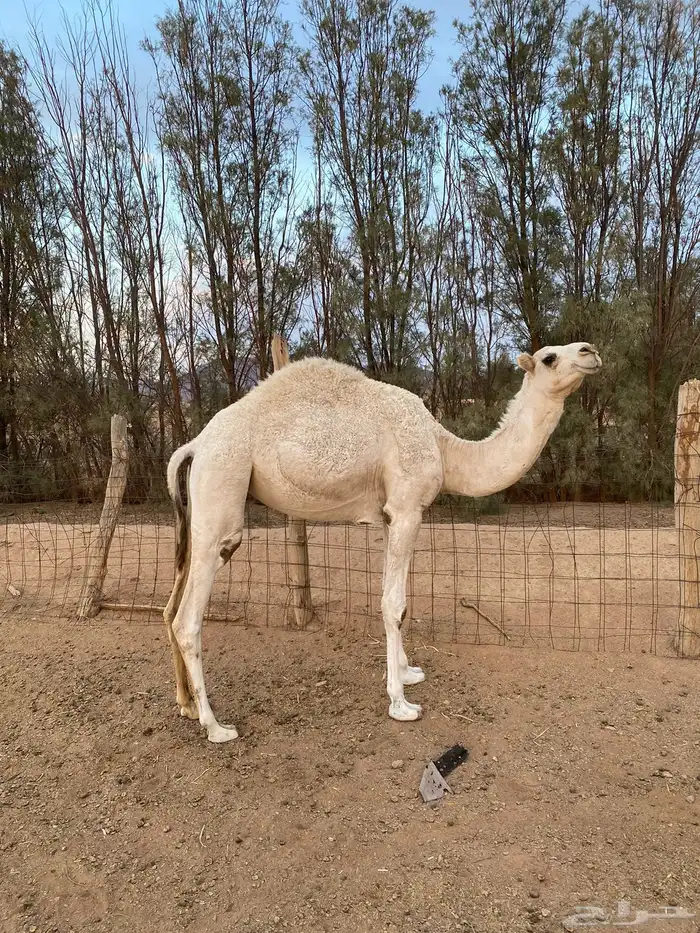 للبيع بكره وضحاء 0